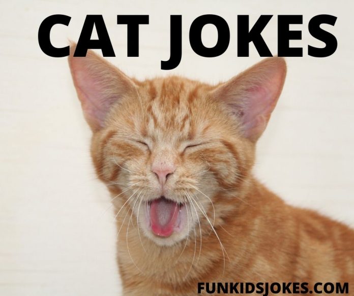 Cat Jokes - Clean Cat Jokes, Riddles & Puns