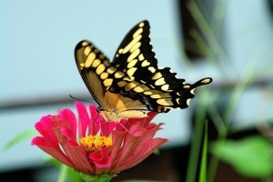 Zinnia flowers attract butterflies