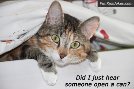 cat-open-can-joke