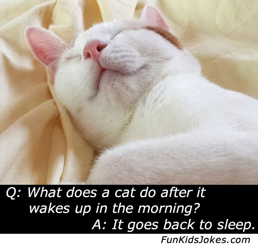 cat-wakes-up