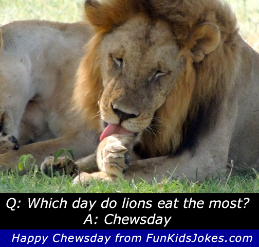 Lion Joke - What Day do Lions Eat the Most? - Clean Lion Joke - What Day do  Lions Eat the Most? - Fun Kids Jokes