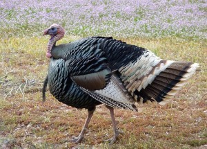Wild Turkey - Jokes About Turkey