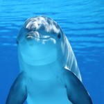 Dolphin Jokes for Everyone
