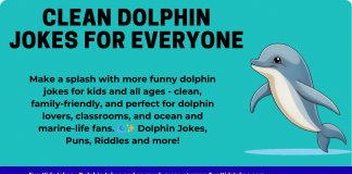 Funny Dolphin Jokes