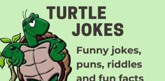 Turtle Jokes - Tortoise, Sea Turtle and Turtle Puns and Riddles