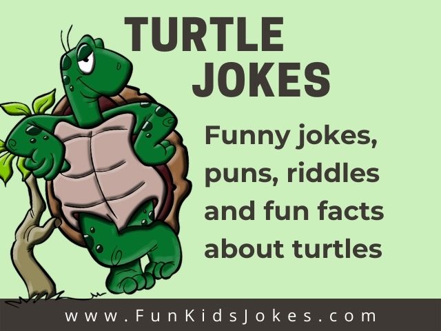 Turtle Jokes - Clean Turtle Jokes - Fun Kids Jokes