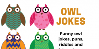 Funny Owl - Owl Jokes, Puns, Riddles