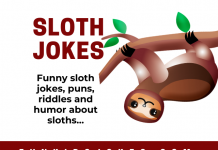 Funny Sloth - Jokes about Sloths