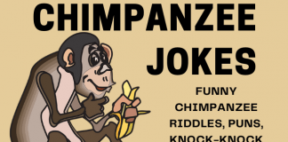 Chimpanzee Jokes, Riddles and Puns