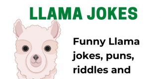 Llama jokes, Riddles and Puns