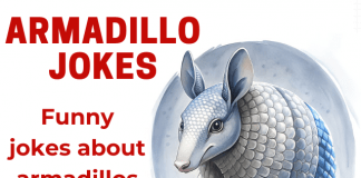 Funny Armadillo jokes