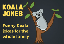 Koala Jokes - Koala Bear Jokes