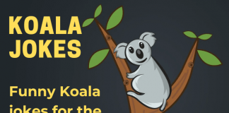 Koala Jokes - Koala Bear Jokes