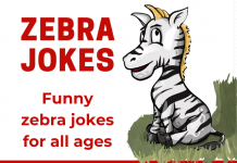 Zebra Jokes - Silly Jokes About Zebra